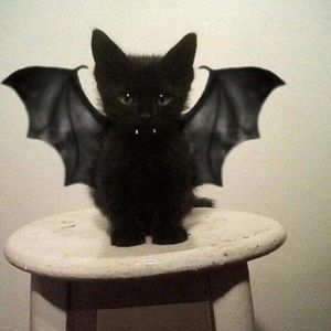 Meet your Posher, Strawberry gashes